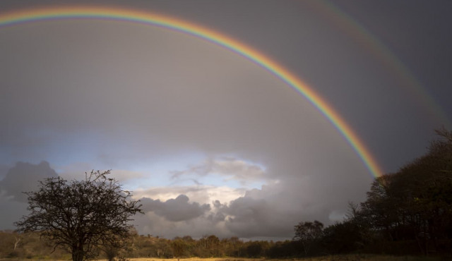 Regenboog