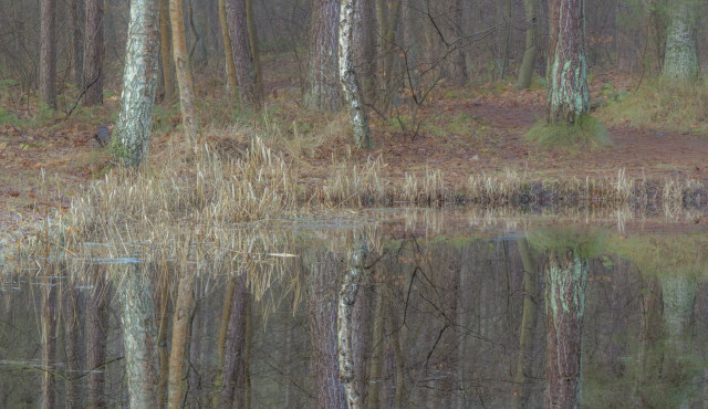 Bomen in de winter: een vierluik