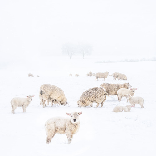 Schaapjes in de sneeuw