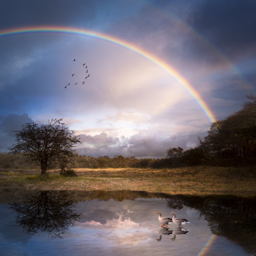 Regenboog